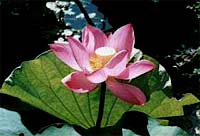 Lotusblüte